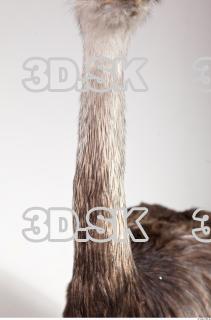 Emus neck photo reference 0022